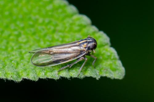 Eurybregma sp.